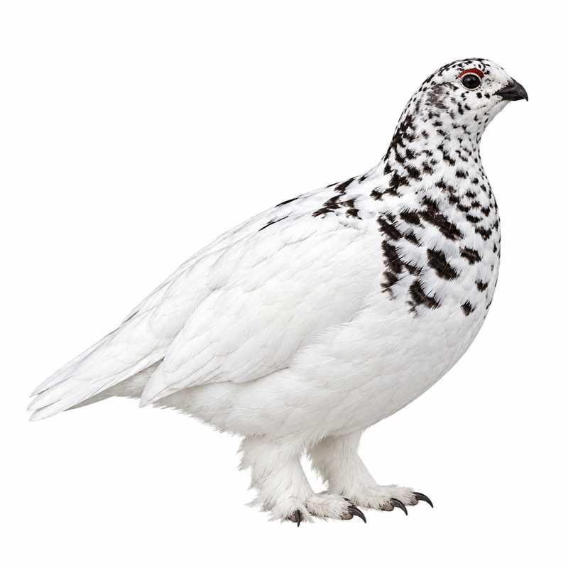 Ptarmigan Bird Family: Masters of Arctic Adaptation