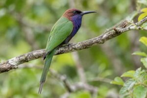 Image of a Purple-bearded Bee-eater in its natural habitat