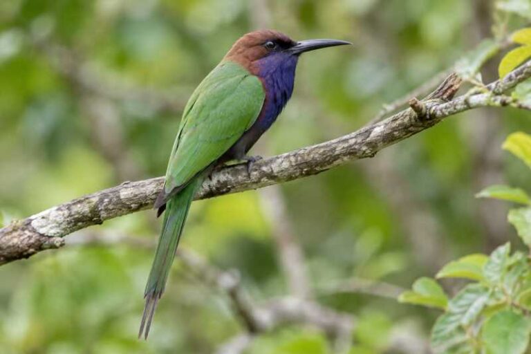 Image of a Purple-bearded Bee-eater in its natural habitat
