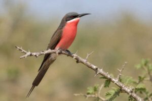 Image of a Rosy Bee-eater in its natural habitat