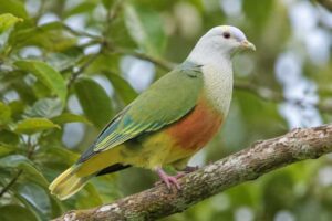 Image of a Silver-capped Fruit Dove in its natural habitat