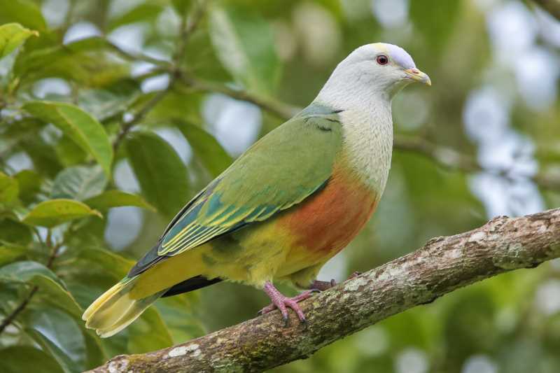 Image of a Silver-capped Fruit Dove in its natural habitat