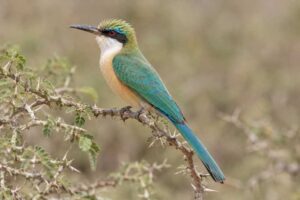 Image of a Somali Bee-eater in its natural habitat