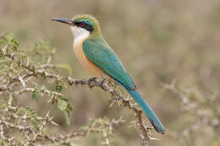 Image of a Somali Bee-eater in its natural habitat