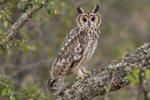 Image of a Abyssinian Owl in its natural habitat