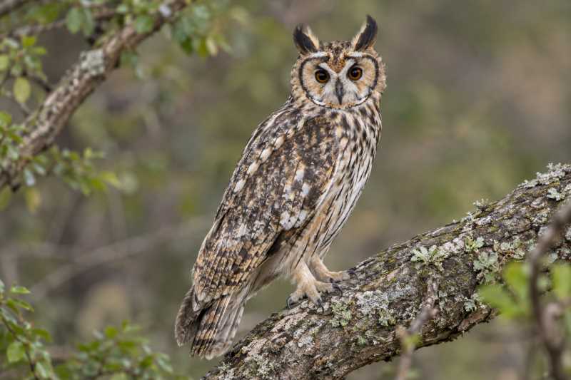 Image of a Abyssinian Owl in its natural habitat