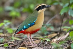 Image of a African Pitta in its natural habitat