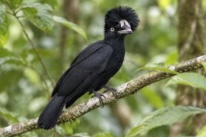 Image of a Amazonian Umbrellabird in its natural habitat