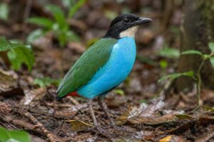 Image of a Azure-breasted Pitta in its natural habitat