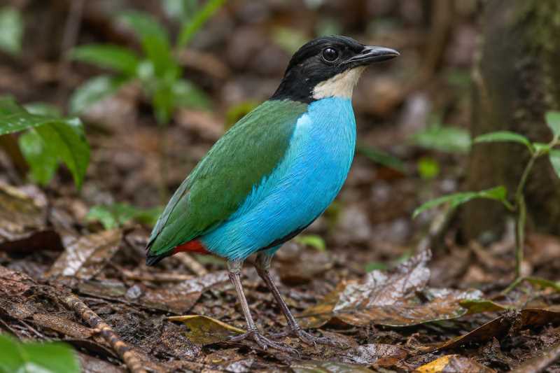 Image of a Azure-breasted Pitta in its natural habitat