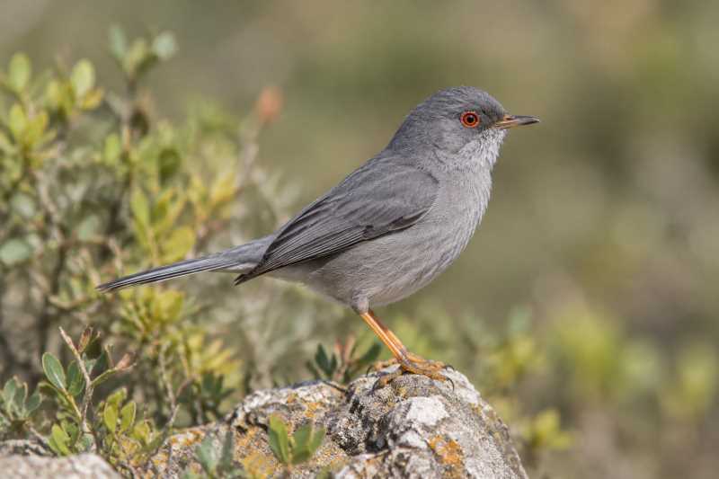Image of a Balearic Warbler in its natural habitat