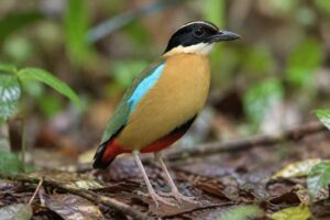 Image of a Banda Sea Pitta in its natural habitat