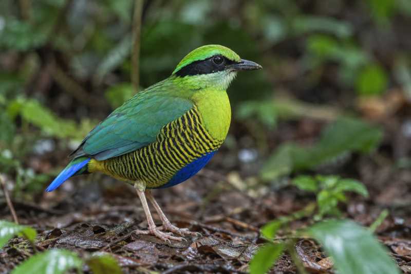 Image of a Bar-bellied Pitta in its natural habitat