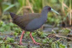 Image of a Bare-eyed Rail in its natural habitat