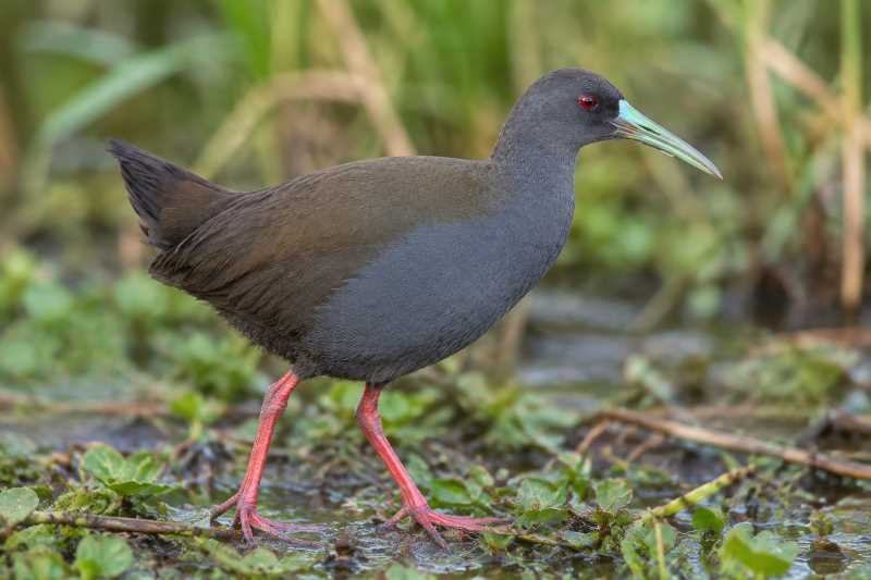 Image of a Bare-eyed Rail in its natural habitat