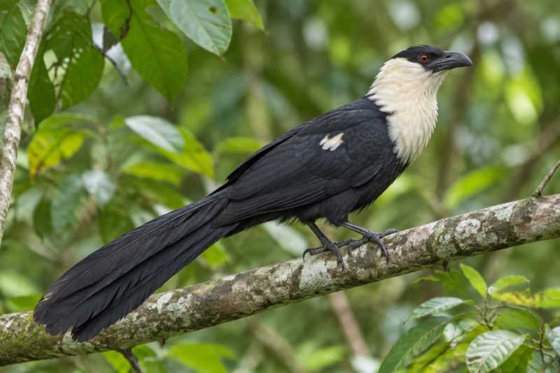 Image of a Biak Coucal in its natural habitat