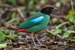 Image of a Biak Hooded Pitta in its natural habitat