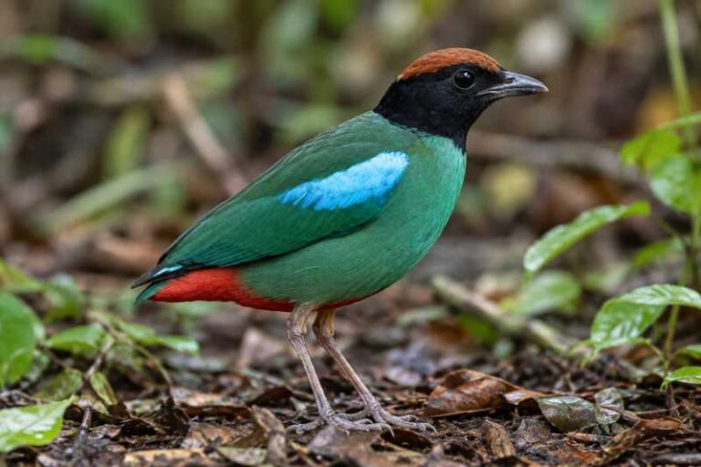 Image of a Biak Hooded Pitta in its natural habitat