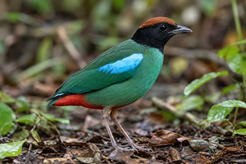 Image of a Biak Hooded Pitta in its natural habitat