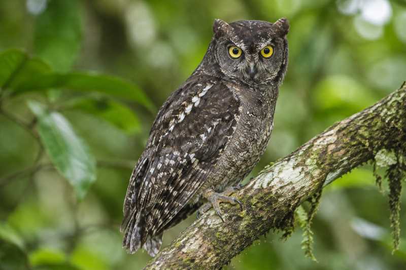 Image of a Biak Scops Owl in its natural habitat
