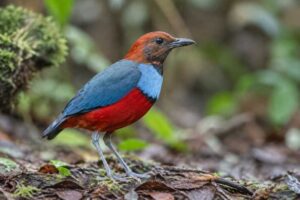 Image of a Bismarck Pitta in its natural habitat