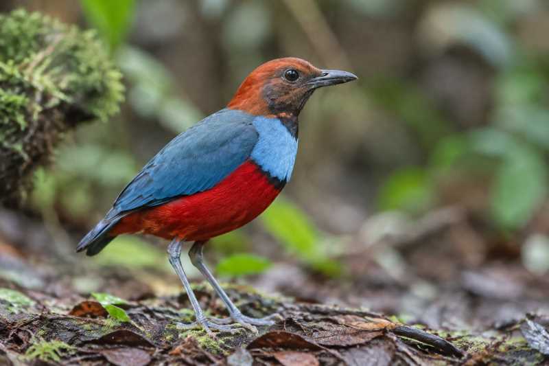 Image of a Bismarck Pitta in its natural habitat