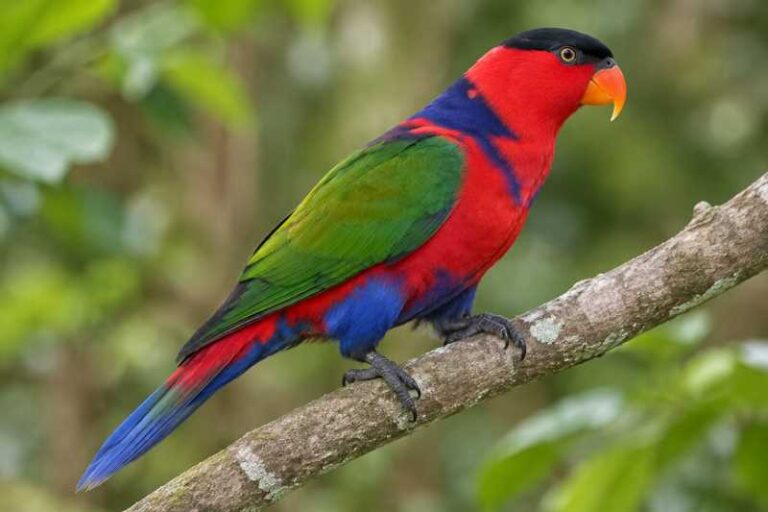 Image of a Black-capped Lory in its natural habitat