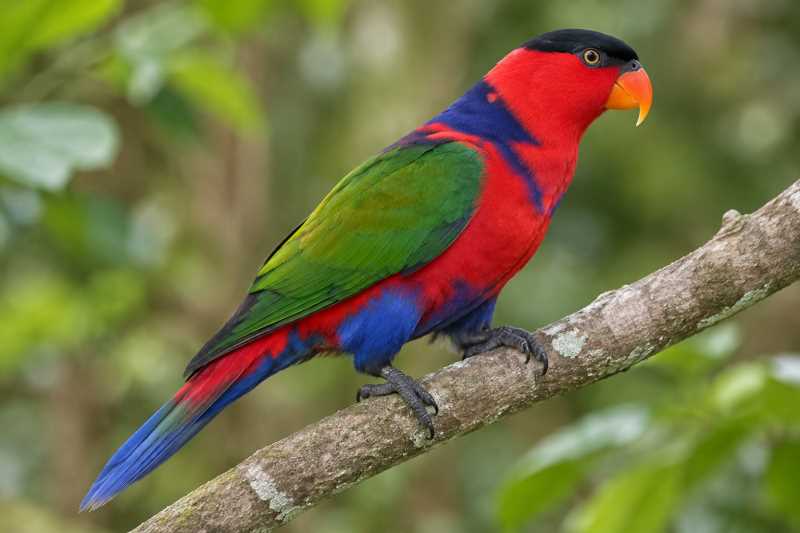 Image of a Black-capped Lory in its natural habitat