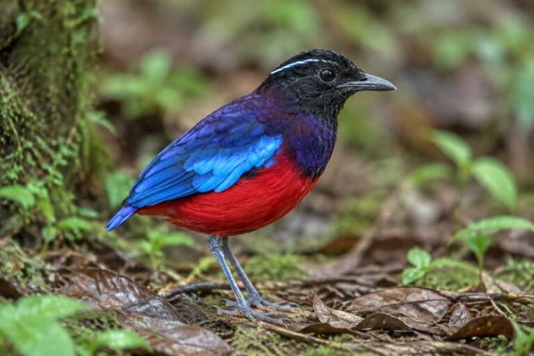 Image of a Black-crowned Pitta in its natural habitat