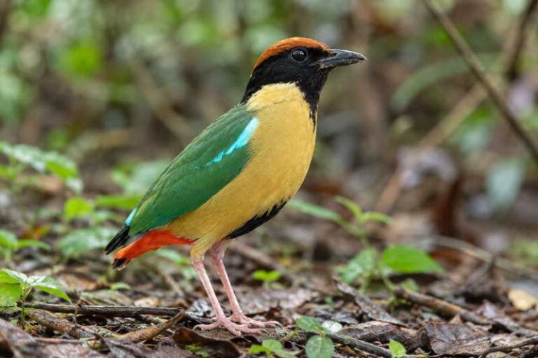 Image of a Black-faced Pitta in its natural habitat