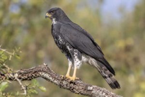 Image of a Black Sparrowhawk in its natural habitat