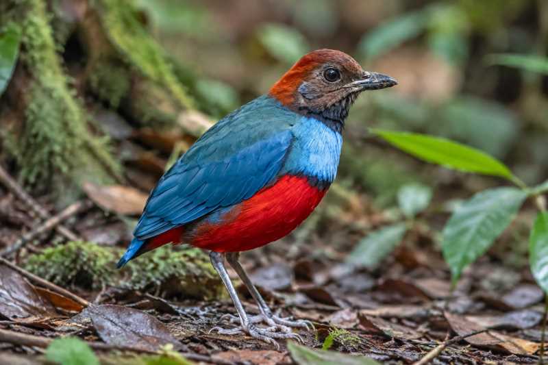 Image of a Blue-banded Pitta in its natural habitat