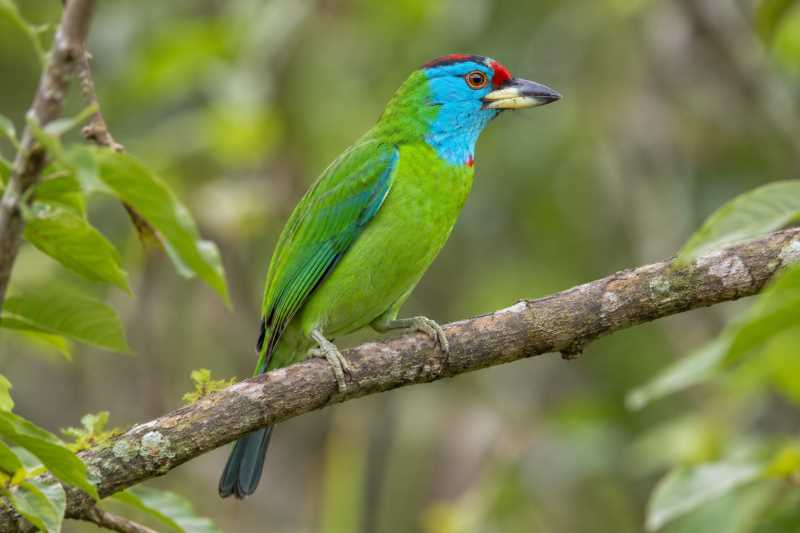 Image of a Blue-eared Barbet in its natural habitat