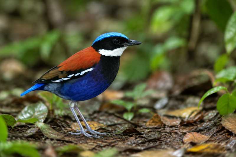 Image of a Blue-headed Pitta in its natural habitat