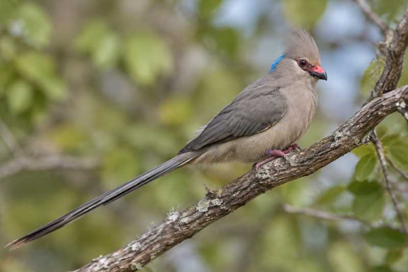 Image of a Blue-naped Mousebird in its natural habitat