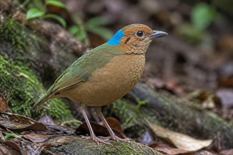 Image of a Blue-naped Pitta in its natural habitat