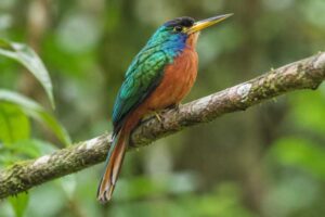 Image of a Blue-necked Jacamar in its natural habitat