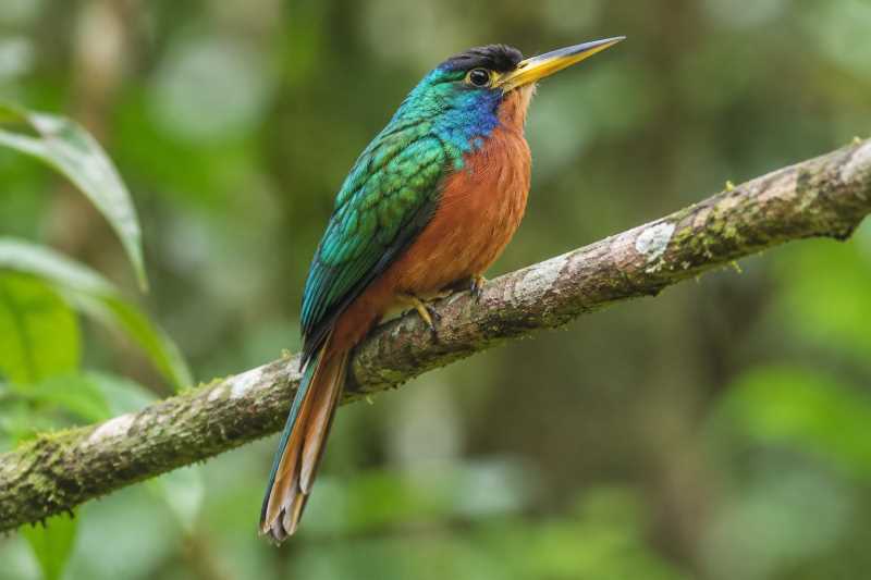 Image of a Blue-necked Jacamar in its natural habitat