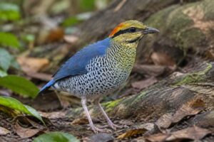 Image of a Blue Pitta in its natural habitat