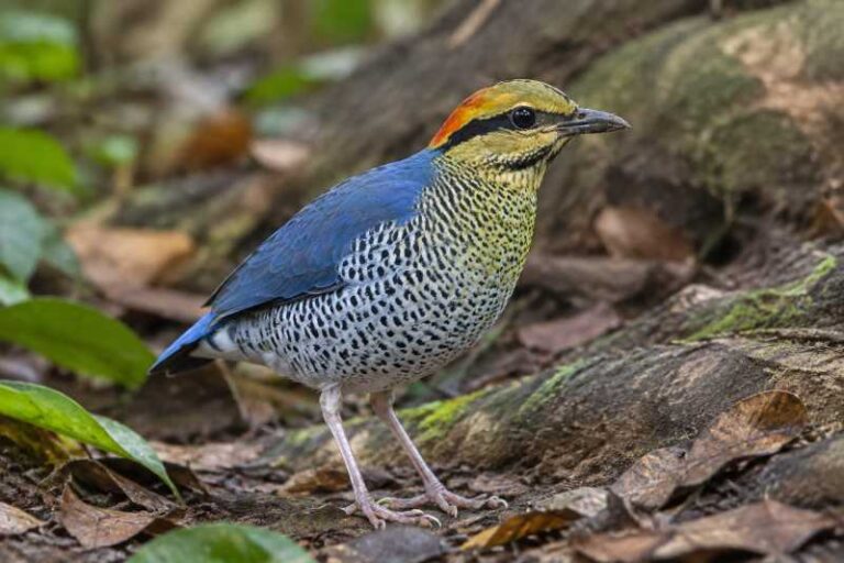 Image of a Blue Pitta in its natural habitat