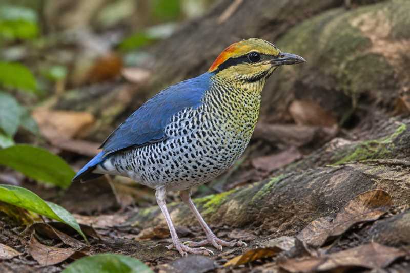 Image of a Blue Pitta in its natural habitat