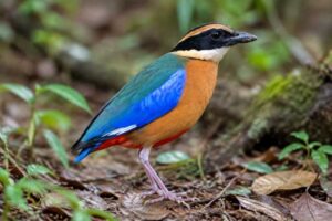 Image of a Blue-winged Pitta in its natural habitat