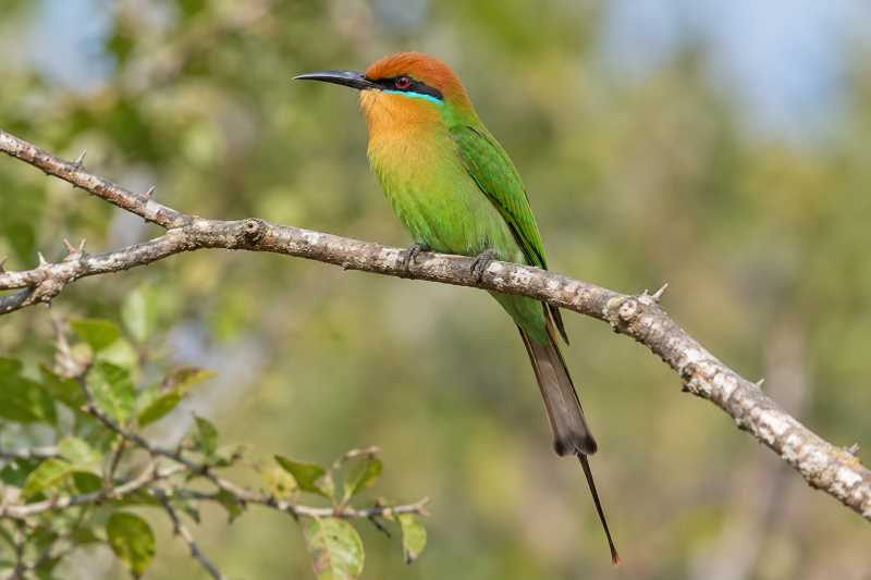 Image of a Böhm's Bee-eater in its natural habitat