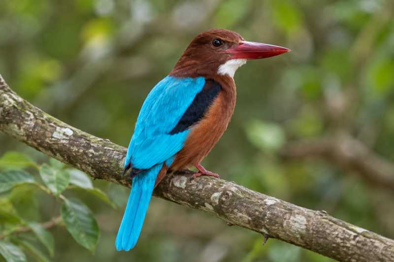 Image of a Brown-breasted Kingfisher in its natural habitat