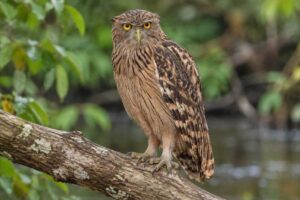 Image of a Brown Fish Owl in its natural habitat