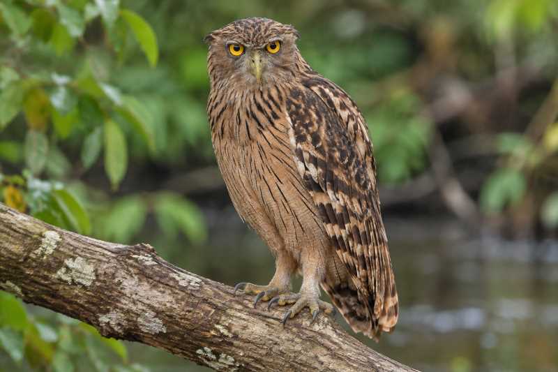 Image of a Brown Fish Owl in its natural habitat
