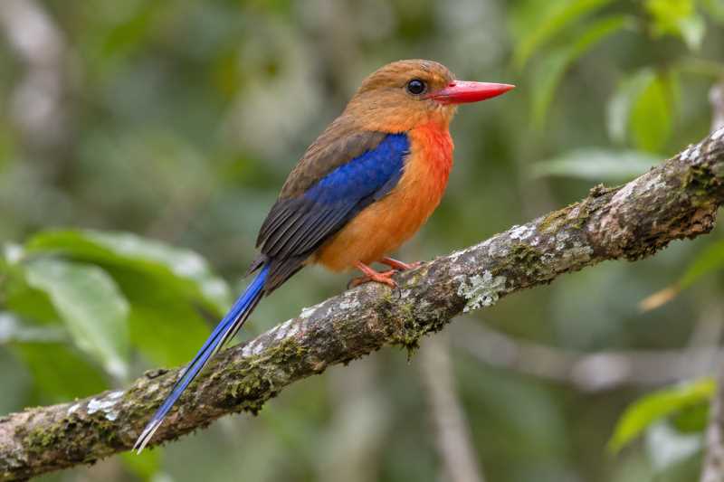 Image of a Brown-headed Paradise Kingfisher in its natural habitat