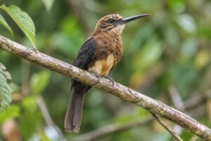Image of a Brown Jacamar in its natural habitat