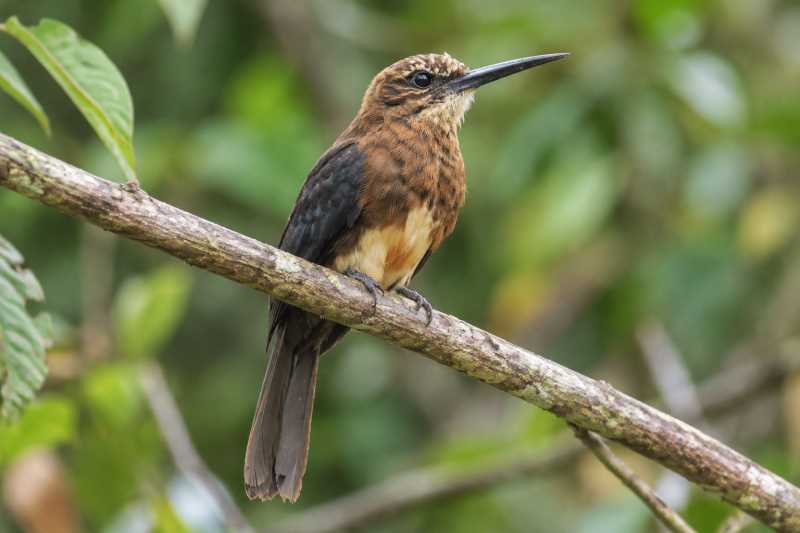 Image of a Brown Jacamar in its natural habitat