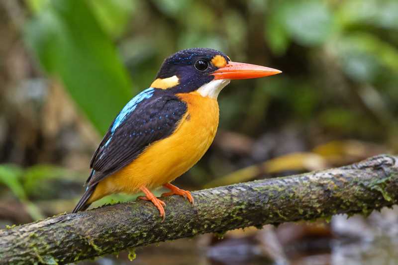 Image of a Buru Dwarf Kingfisher in its natural habitat